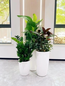 海曙花木租摆专业